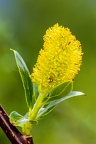 Salix pentandra 01