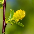 Salix pentandra 02