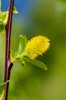 Salix pentandra 02