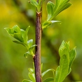Salix pentandra 03