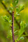 Salix pentandra 03