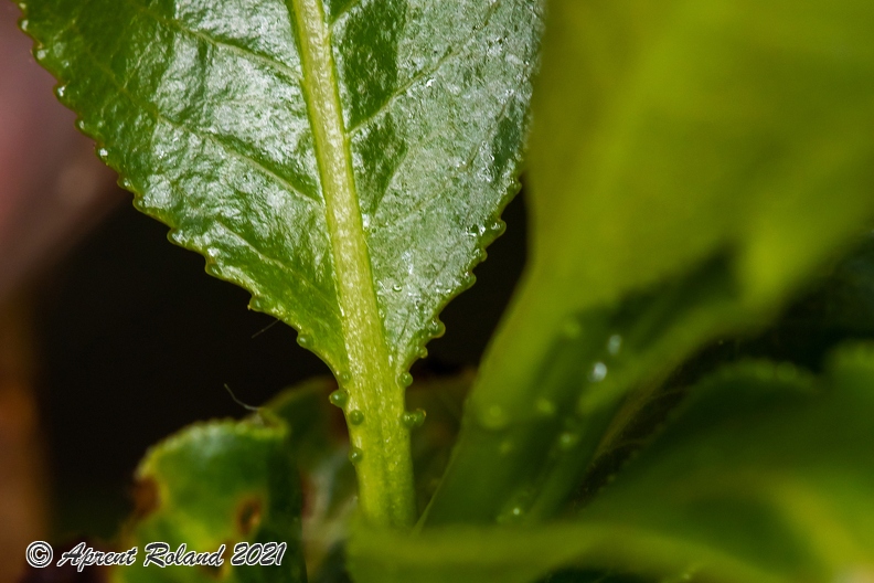 Salix_pentandra_04.jpg