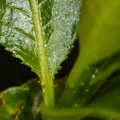 Salix pentandra 04