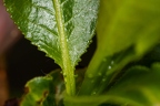 Salix pentandra 04