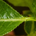 Salix pentandra 05