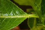 Salix pentandra 05