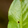 Salix pentandra 09