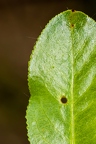 Salix pentandra 09