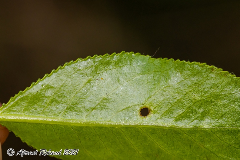 Salix_pentandra_10.jpg
