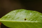 Salix pentandra 10