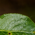 Salix pentandra 11