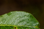 Salix pentandra 11