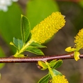 Salix pentandra 12