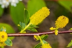 Salix pentandra 12