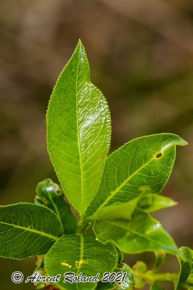 Salix_pentandra_13.jpg