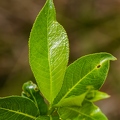 Salix pentandra 13