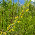 Salix pentandra 15