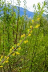 Salix pentandra 15