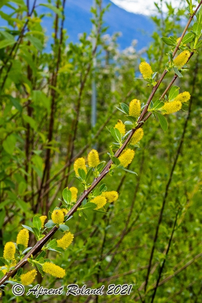 Salix_pentandra_16.jpg