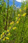 Salix pentandra 16