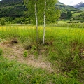 Salix pentandra 17