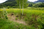 Salix pentandra 17