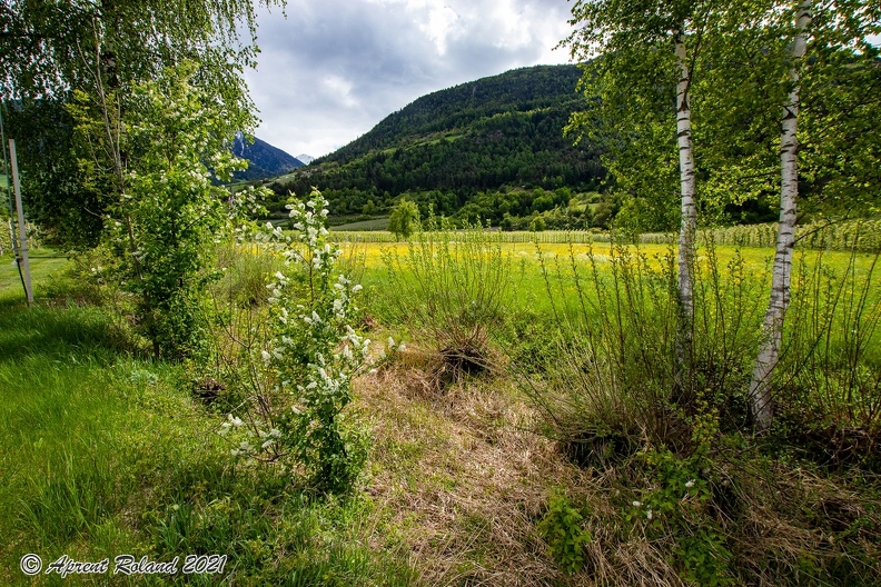 Salix_pentandra_18.jpg
