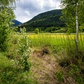 Salix pentandra 18