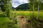 Salix pentandra 18