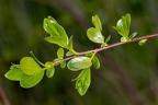 Salix pentandra 19