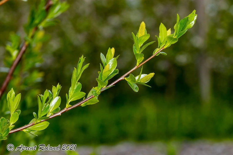 Salix_pentandra_20.jpg
