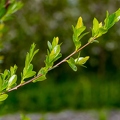 Salix pentandra 20