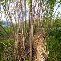 Salix pentandra 21