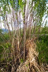 Salix pentandra 21