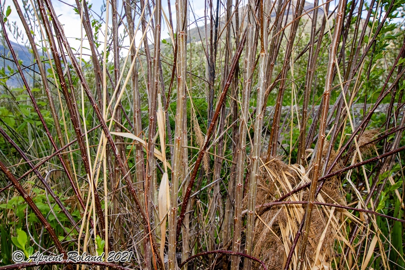 Salix_pentandra_22.jpg