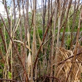 Salix pentandra 22