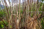 Salix pentandra 22
