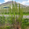 Salix pentandra 23