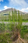 Salix pentandra 23