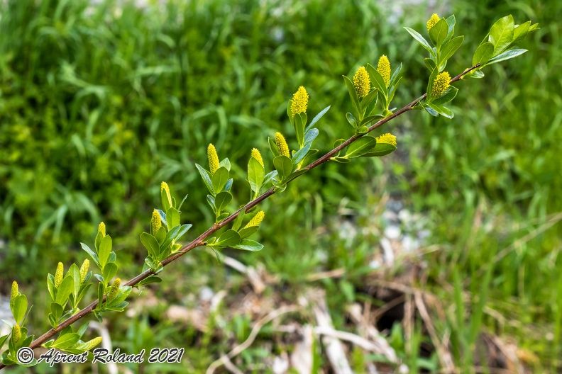 Salix_pentandra_25.jpg