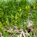 Salix pentandra 25