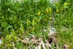Salix pentandra 25
