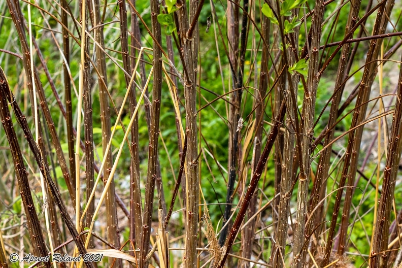 Salix_pentandra_26.jpg