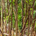 Salix pentandra 26