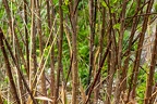 Salix pentandra 26