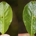 Salix pentandra 27