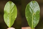 Salix pentandra 27