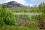 Salix daphnoides 02