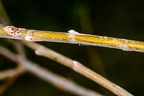 Salix daphnoides 04
