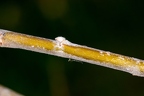 Salix daphnoides 05